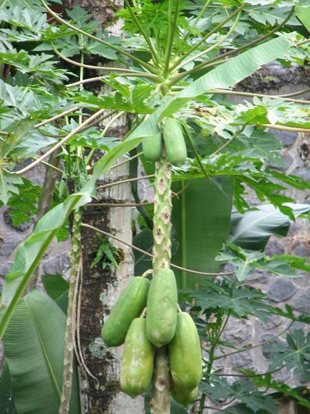 2007 07 17 BALI 0064.jpg